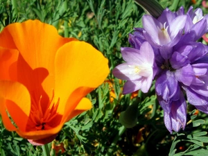 Dichelostemma, Flowers, red weed