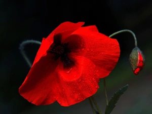 doughnut, Red, red weed