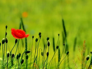 Ears, Red, red weed