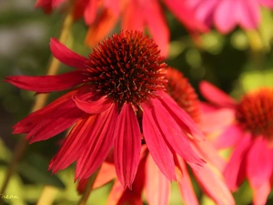 red hot, echinacea