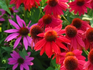 Red, echinacea