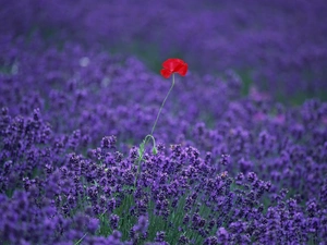 Field, Red, red weed, lavender