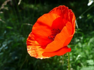 field, Red, red weed