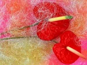 Red, Anturium, Flowers