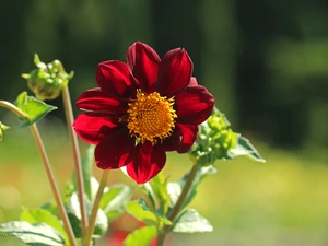 Colourfull Flowers, Dalia, Red