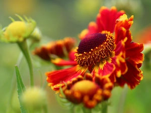 Colourfull Flowers, Helenium, Red