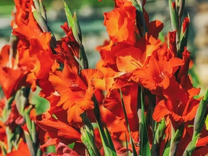 Flowers, gladioli, Gladioli, Red