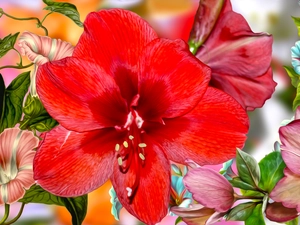Flowers, amaryllis, graphics, Red