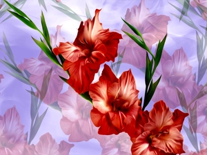 Flowers, gladiolus, graphics, Red