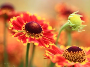 Red, Helenium, Flowers