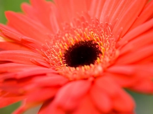 red hot, Gerbera