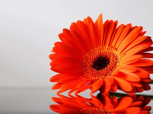 red hot, Gerbera