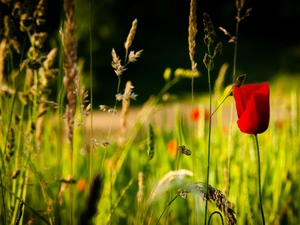 grass, Field, red weed