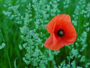 grass, Meadow, red weed