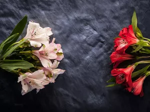 Flowers, red hot, Alstroemeria, Pink