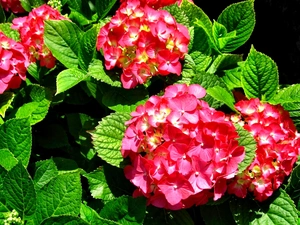 red hot, hydrangea