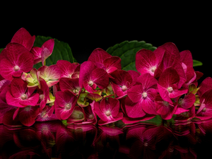 Leaf, reflection, hydrangea, red hot, Colourfull Flowers