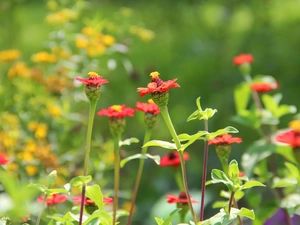 flowers, little doggies, Red