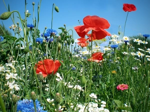 Margaretki, Meadow, red weed