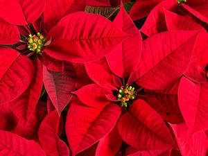 Spurge Comely, poinsettia, Flowers, star of Bethlehem, Red