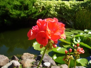 pond, geranium, red hot