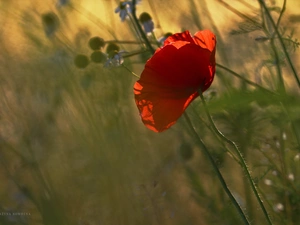 Colourfull Flowers, red weed, Red