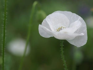 stalk, White, red weed