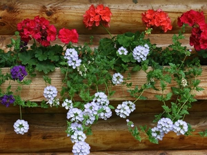 Red, geraniums, White