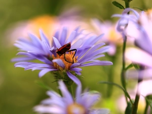 Red, Smith wingless, Aster, Insect, Violet