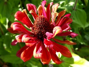 red hot, zinnia