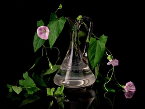Leaf, glass, background, jug, Black, bindweed, Flowers, reflection