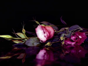 reflection, Lily, Eustoma