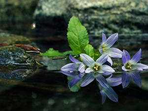 water, reflection, Flowers, ringtones, purple
