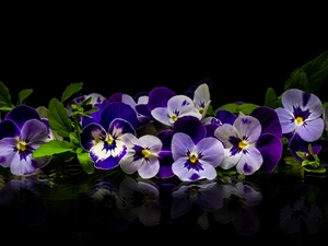 background, reflection, Leaf, dark, pansies