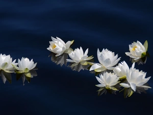 lilies, water, reflection, water