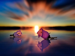Flowers, Great Sunsets, reflection, bell, water, Pink