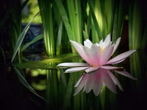 reflection, Lily, water