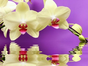 reflection, orchid, water