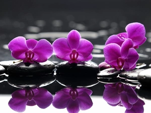 reflection, orchids, water