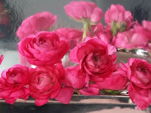 reflection, Peonies, Window