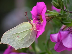 Pink, petunias, Gonepteryx rhamni, Flowers, butterfly