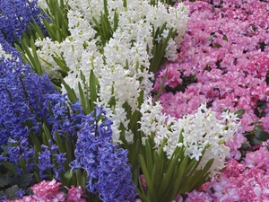 Rhododendron, Hyacinths, Azaleas