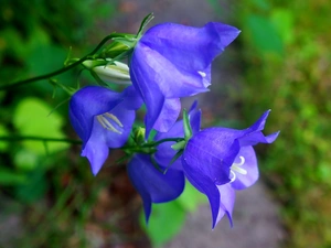 ringtones, Flowers, Blue