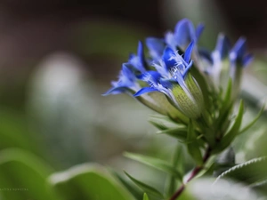 ringtones, Blue, Flowers