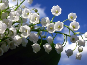 ringtones, lilies, Flowers