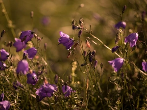 ringtones, purple, Flowers