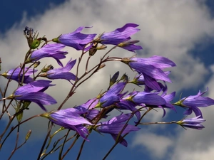 purple, Sky, clouds, ringtones