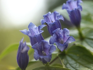 ringtones, Flowers, purple