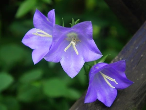 ringtones, Flowers, purple
