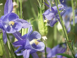 Columbines, Flowers, purple